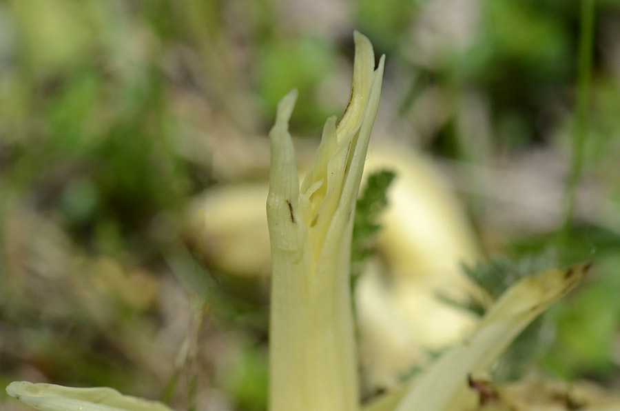 Pianta parassita?   Da id.